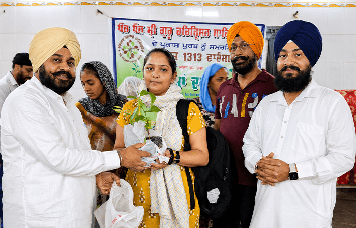 Tree Plantation